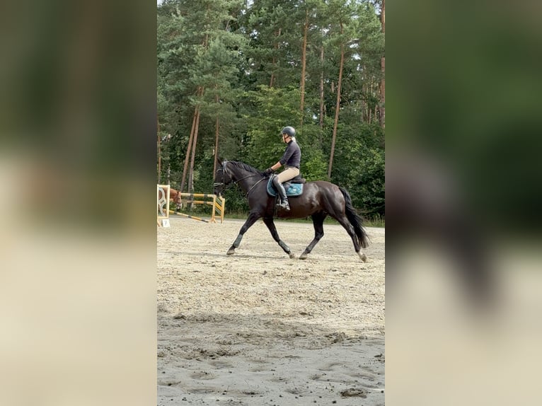 Hungarian Sport Horse Mare 13 years 16 hh Black in Dahlenburg