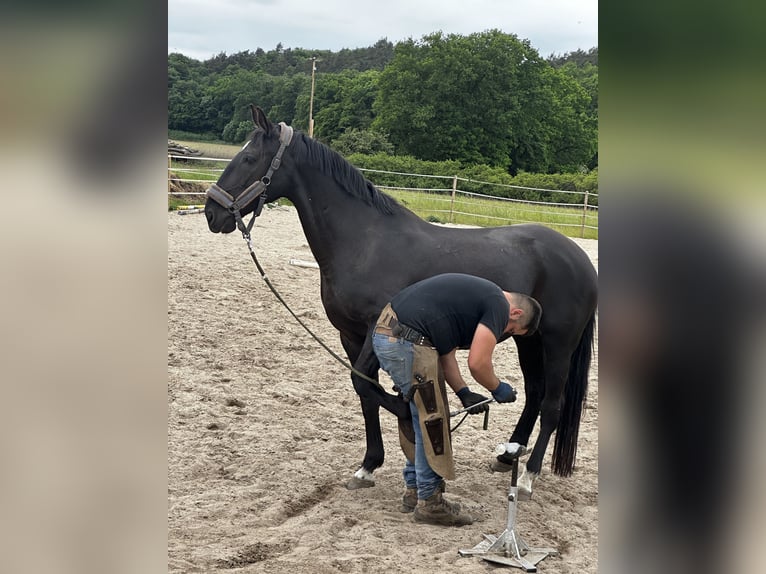 Hungarian Sport Horse Mare 13 years 16 hh Black in Dahlenburg