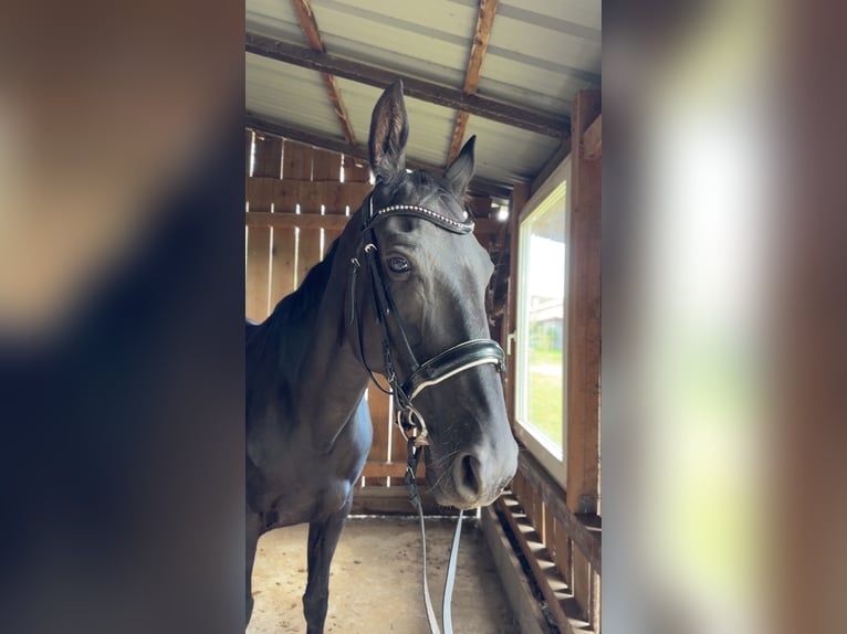 Hungarian Sport Horse Mare 13 years 16 hh Black in Cottbus