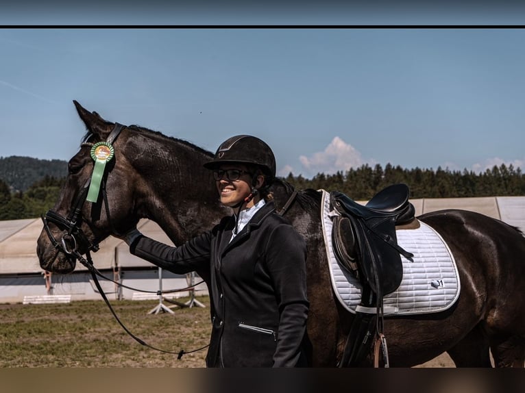 Hungarian Sport Horse Mare 13 years 17 hh Black in Anras