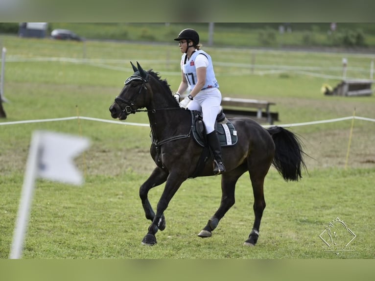 Hungarian Sport Horse Mare 13 years 17 hh Black in Anras