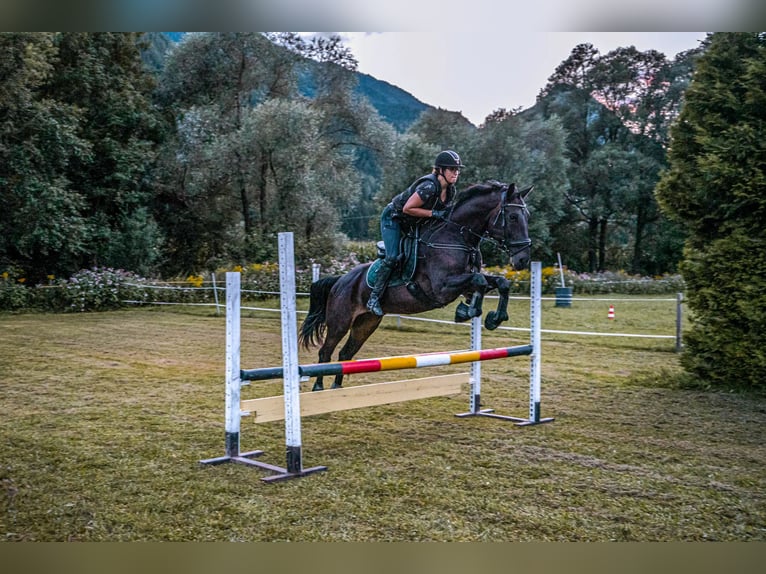 Hungarian Sport Horse Mare 13 years 17 hh Black in Anras