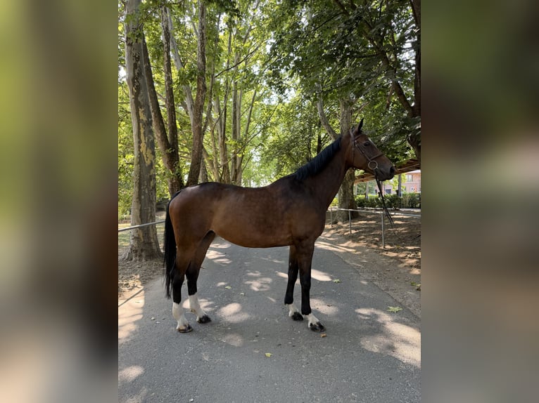 Hungarian Sport Horse Mare 13 years 17 hh Chestnut in Nyíregyháza