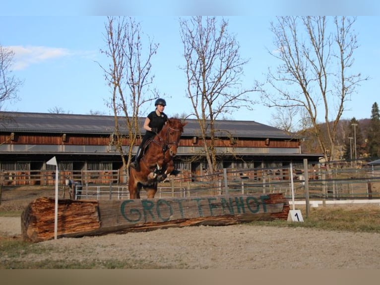 Hungarian Sport Horse Mare 14 years 15,1 hh Chestnut-Red in Obdach