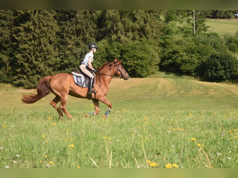 Hungarian Sport Horse Mare 14 years 15,1 hh Chestnut-Red in Obdach