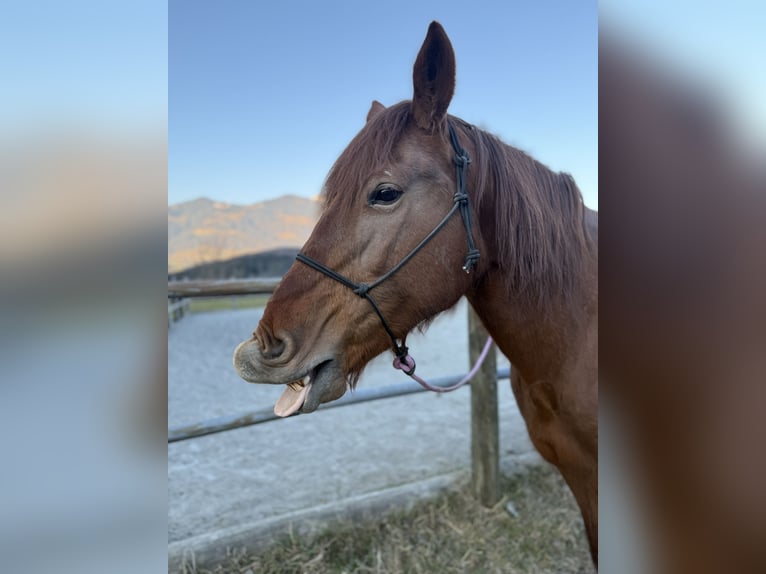Hungarian Sport Horse Mare 14 years 15 hh Chestnut-Red in Bludenz