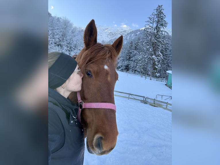 Hungarian Sport Horse Mare 14 years 15 hh Chestnut-Red in Bludenz