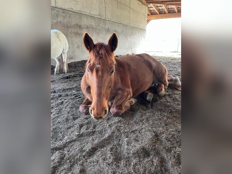 Hungarian Sport Horse Mare 14 years 15 hh Chestnut-Red in Bludenz