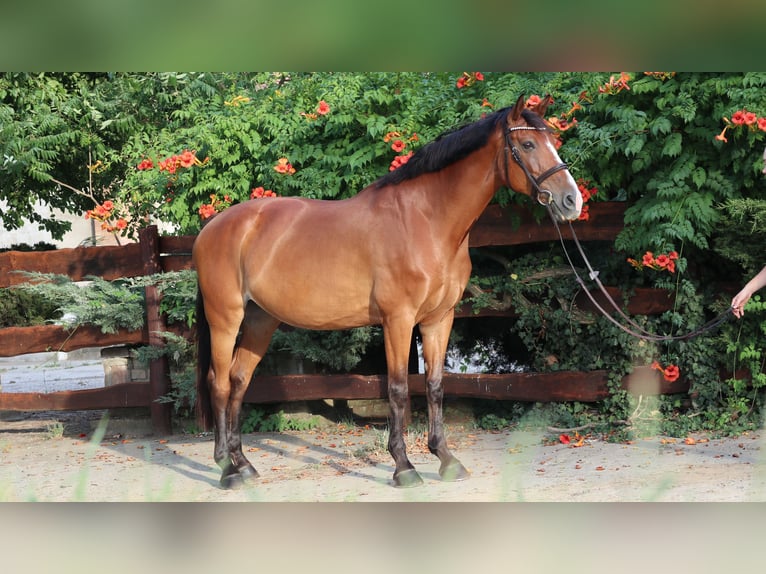 Hungarian Sport Horse Mare 14 years 15,3 hh Bay in V&#xE1;c