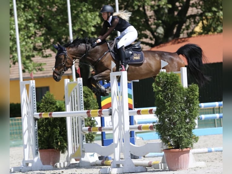 Hungarian Sport Horse Mare 14 years 16.2 hh Bay-Dark in GYOR