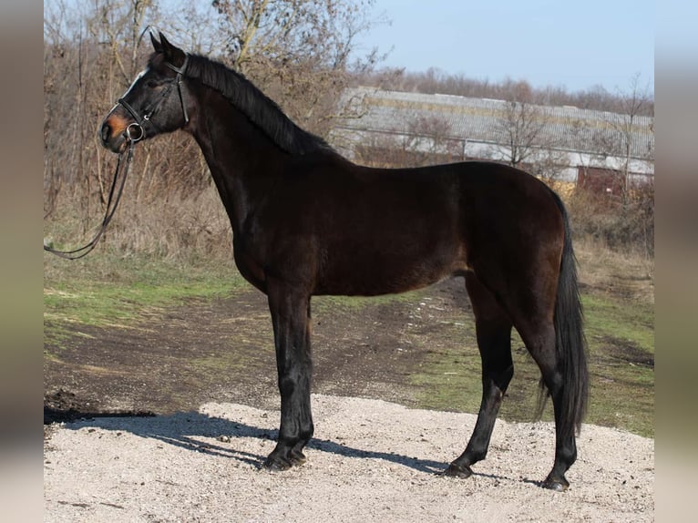 Hungarian Sport Horse Mare 14 years 16 hh Bay-Dark in Gyula