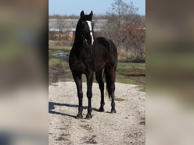 Hungarian Sport Horse Mare 14 years 16 hh Bay-Dark in Gyula