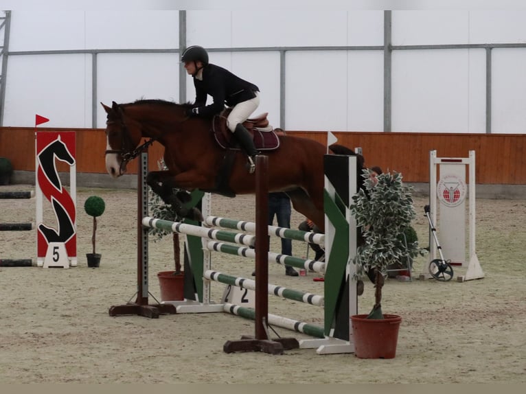 Hungarian Sport Horse Mare 15 years 15,3 hh Bay in Vác