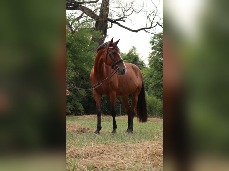 Hungarian Sport Horse Mare 15 years 15,3 hh Bay in Vác