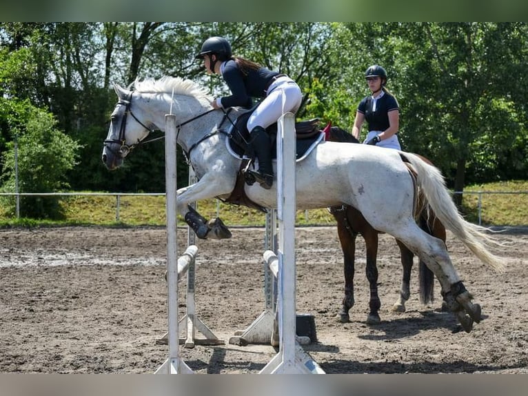 Hungarian Sport Horse Mix Mare 15 years 16 hh Gray in Miskolc