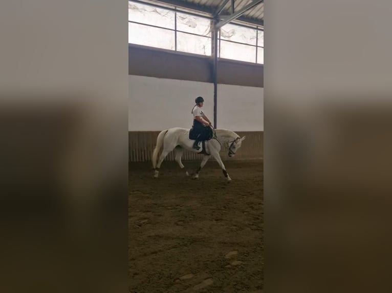 Hungarian Sport Horse Mix Mare 15 years 16 hh Gray in Miskolc