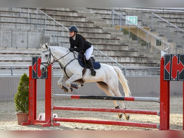 Hungarian Sport Horse Mix Mare 15 years 16 hh Gray in Miskolc