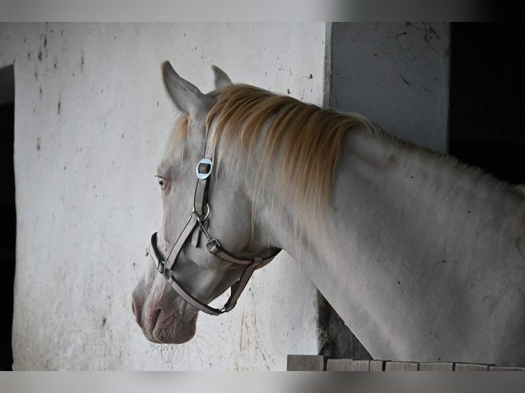 Hungarian Sport Horse Mare 15 years 16 hh Perlino in Marcali