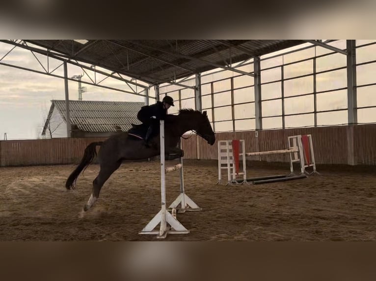 Hungarian Sport Horse Mare 15 years Chestnut in Székesfehérvár