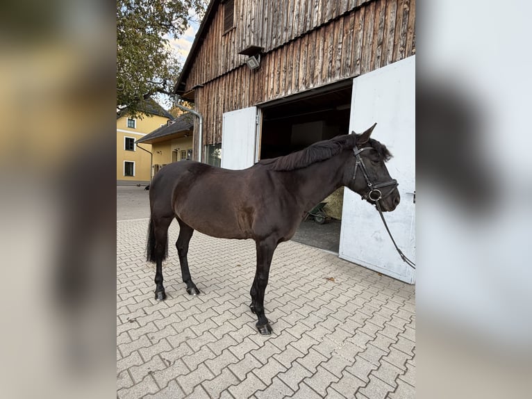 Hungarian Sport Horse Mare 16 years 14.1 hh Black in Gleißenfeld