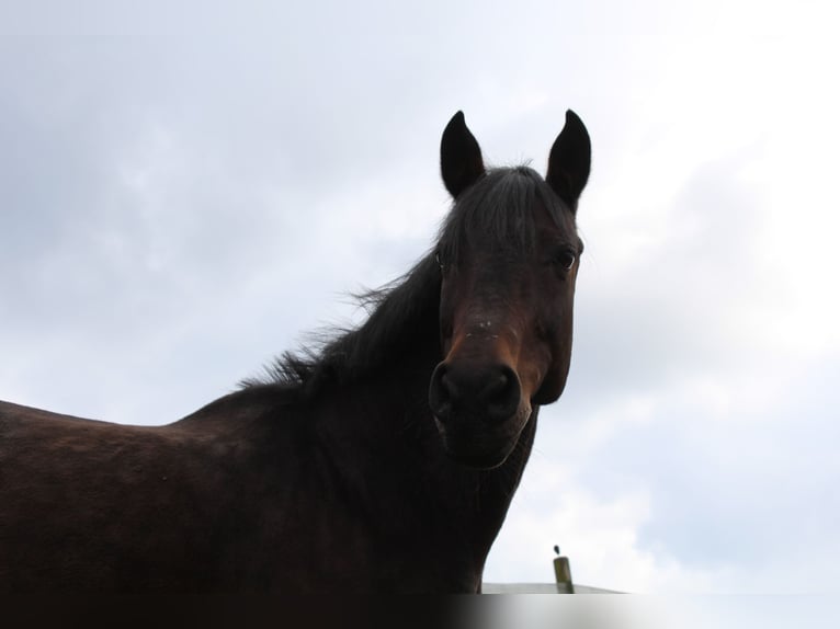 Hungarian Sport Horse Mare 16 years 15.1 hh Brown in Rickenbach