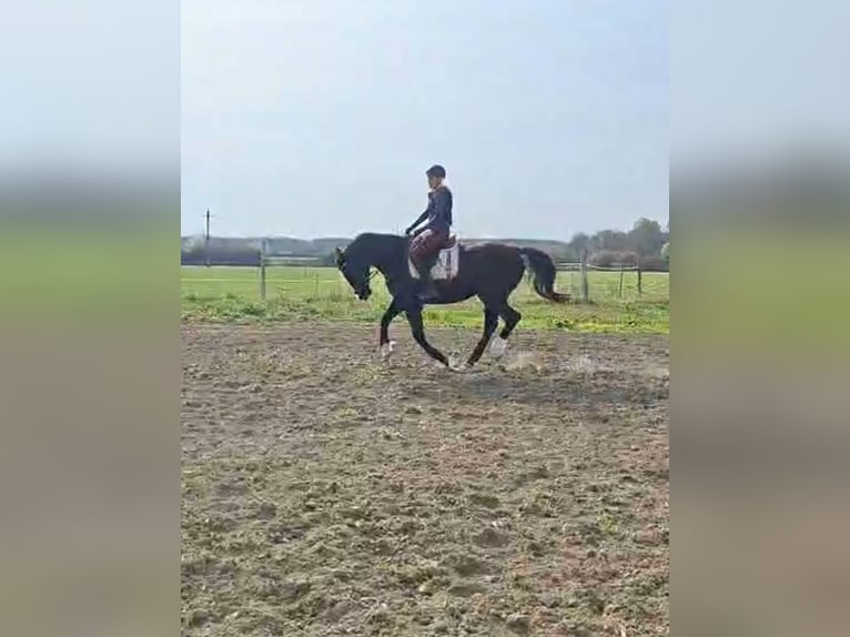 Hungarian Sport Horse Mare 16 years 16.2 hh Black in Zádor