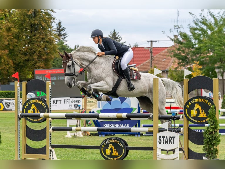 Hungarian Sport Horse Mare 17 years 16,1 hh White in pereszteg