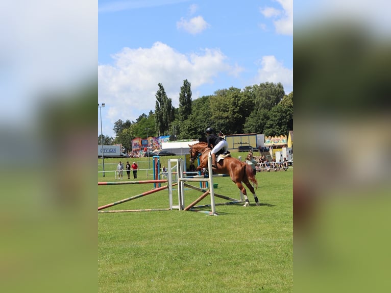 Hungarian Sport Horse Mare 17 years 16.3 hh Chestnut-Red in Walkendorf