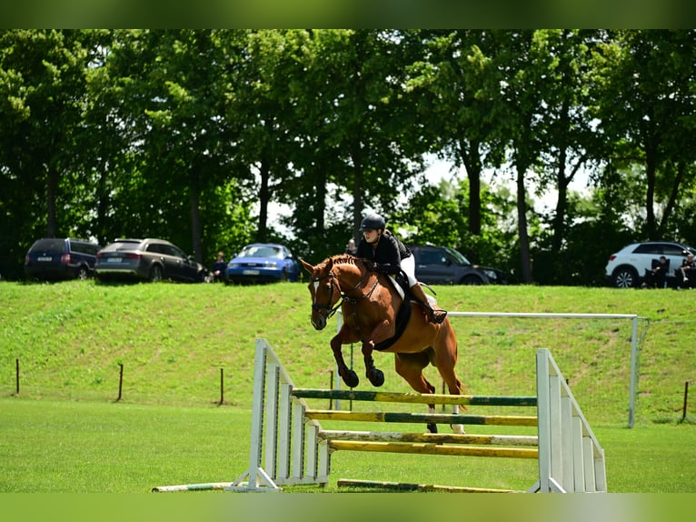 Hungarian Sport Horse Mare 17 years 16.3 hh Chestnut-Red in Walkendorf