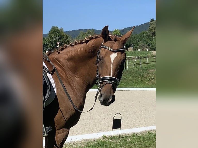 Hungarian Sport Horse Mare 17 years 16 hh Chestnut-Red in Pelmberg