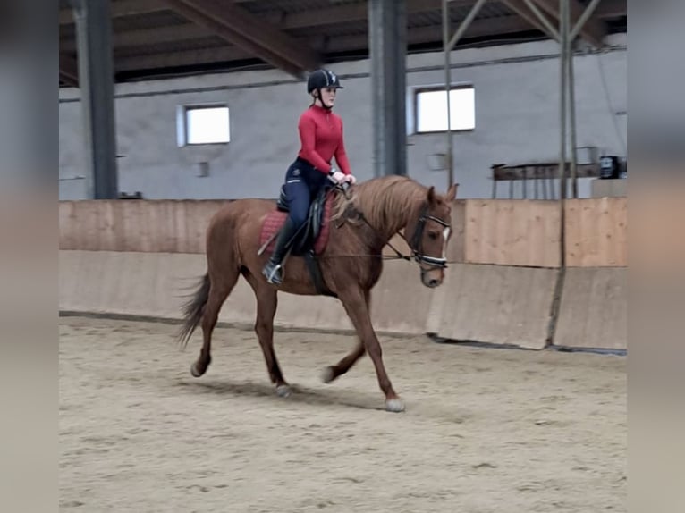 Hungarian Sport Horse Mare 17 years 16 hh Chestnut-Red in Pelmberg