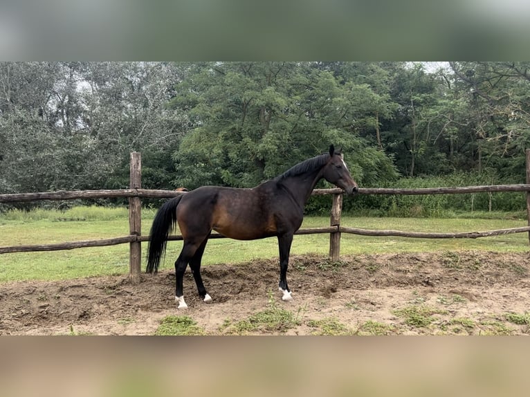 Hungarian Sport Horse Mare 17 years 16,1 hh Bay-Dark in G&#xF6;d&#xF6;ll&#x151;