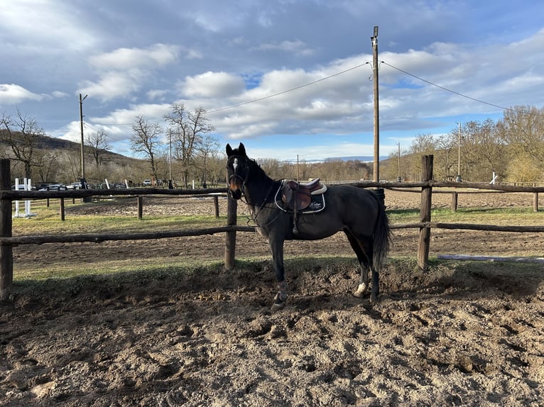 Hungarian Sport Horse Mare 17 years 16,1 hh Bay-Dark in G&#xF6;d&#xF6;ll&#x151;