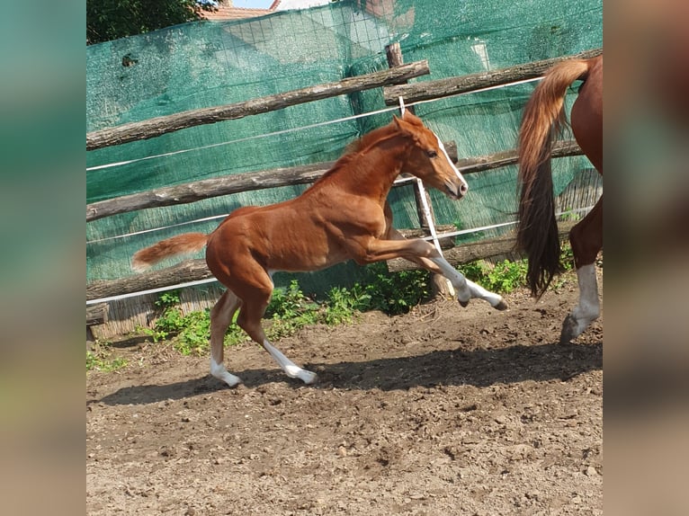 Hungarian Sport Horse Mare 1 year 13,2 hh Chestnut in Hajdúböszörmény