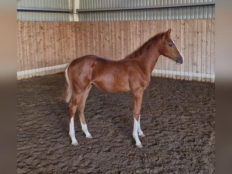 Hungarian Sport Horse Mare 1 year 13,2 hh Chestnut in Hajdúböszörmény