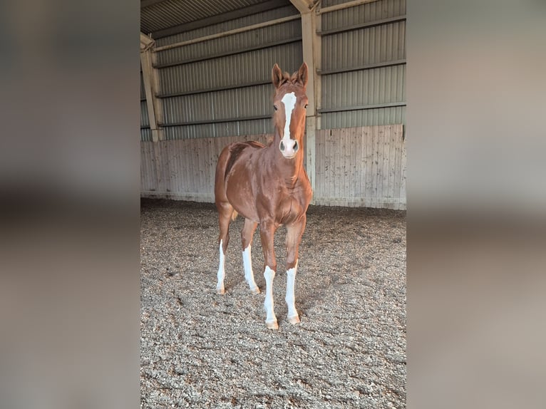Hungarian Sport Horse Mare 1 year 15.1 hh Chestnut in Hajdúböszörmény