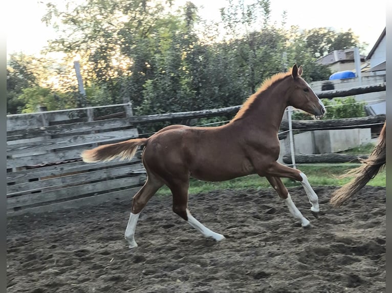 Hungarian Sport Horse Mare 1 year 15.1 hh Chestnut in Hajdúböszörmény