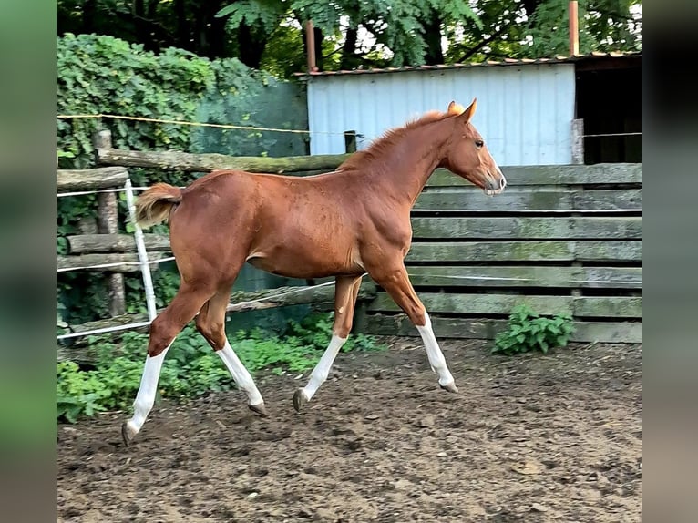 Hungarian Sport Horse Mare 1 year 15,1 hh Chestnut in Hajdúböszörmény