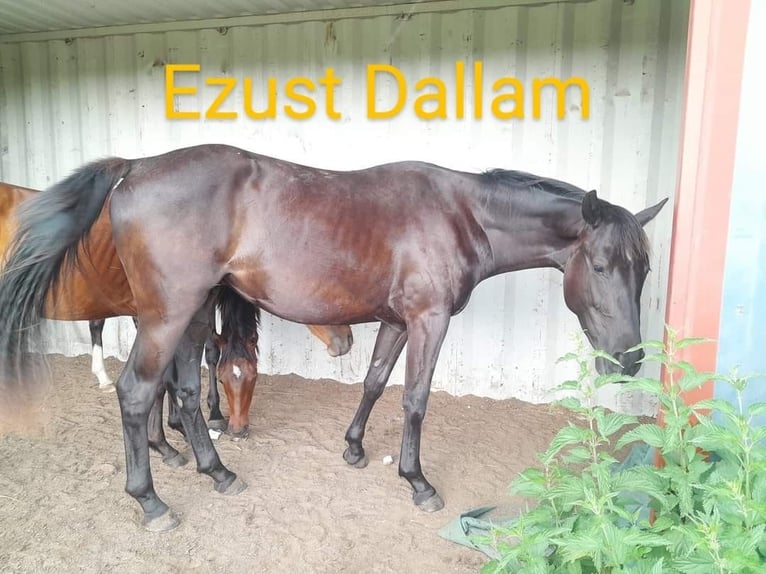 Hungarian Sport Horse Mare 1 year 16 hh Brown in Piliscsaba