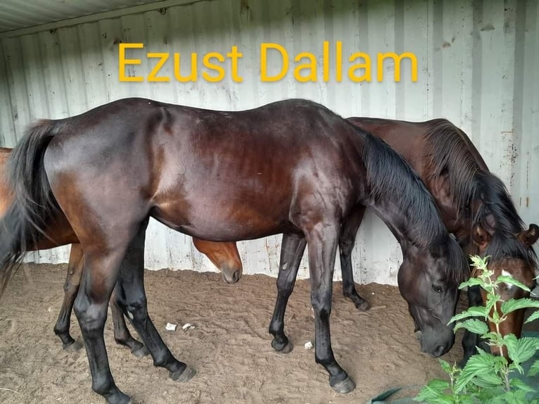 Hungarian Sport Horse Mare 1 year 16 hh Brown in Piliscsaba