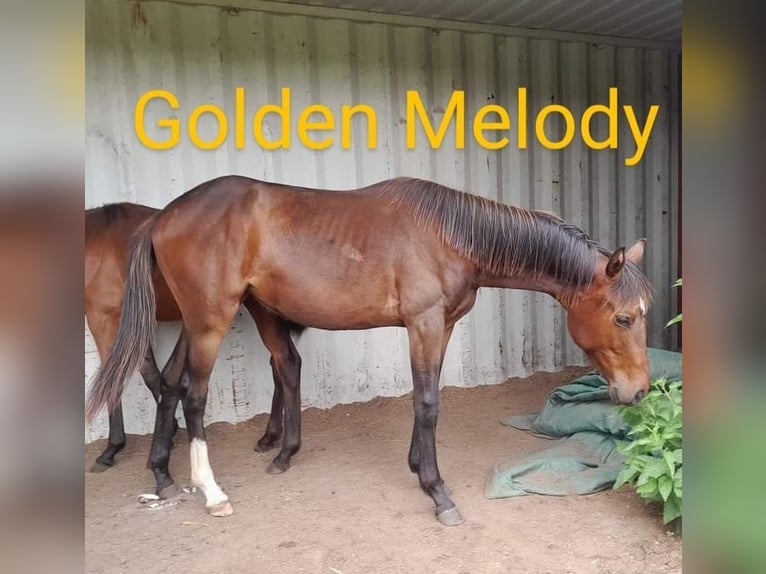 Hungarian Sport Horse Mare 1 year 16 hh Brown in Piliscsaba