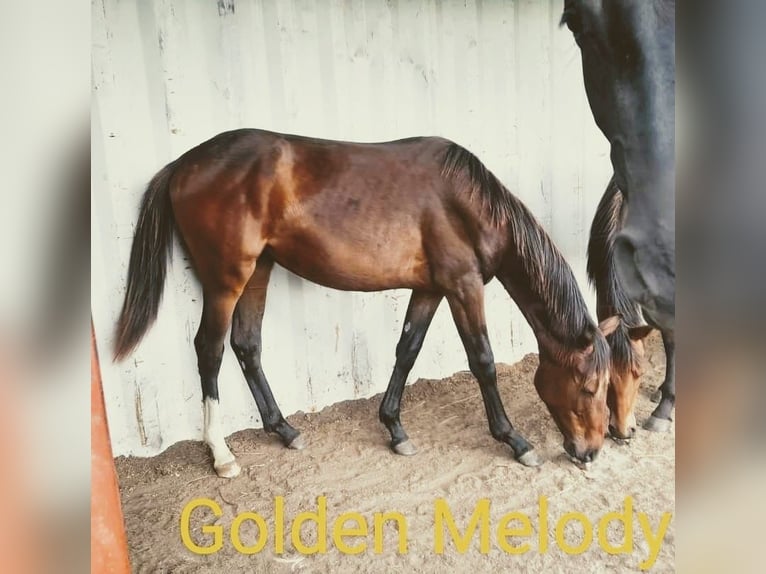 Hungarian Sport Horse Mare 1 year 16 hh Brown in Piliscsaba