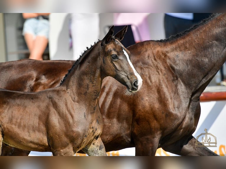 Hungarian Sport Horse Mare 1 year Bay-Dark in Abda