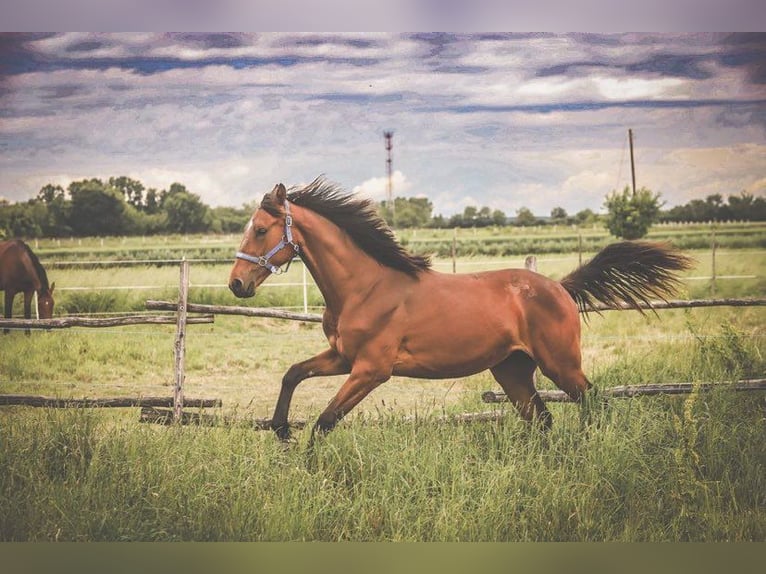 Hungarian Sport Horse Mare 1 year Brown in Nagydobsza
