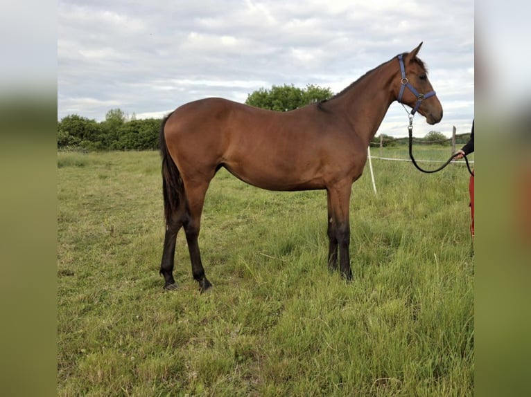 Hungarian Sport Horse Mare 1 year Brown in Nagydobsza