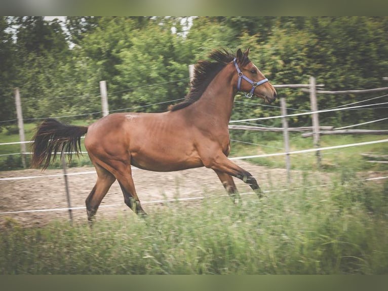 Hungarian Sport Horse Mare 1 year Brown in Nagydobsza