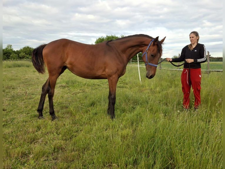 Hungarian Sport Horse Mare 1 year Brown in Nagydobsza