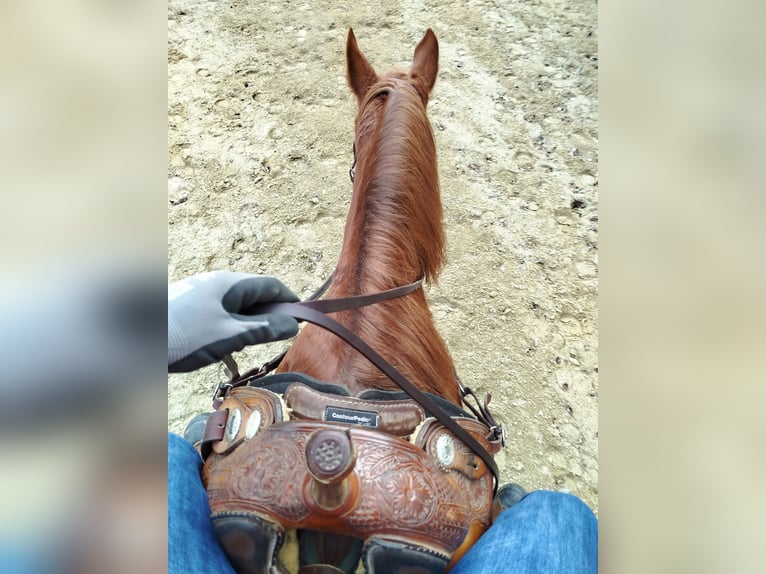 Hungarian Sport Horse Mare 20 years 16 hh Chestnut-Red in Dasing