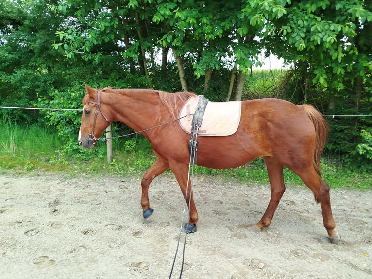 Hungarian Sport Horse Mare 20 years 16 hh Chestnut-Red in Dasing