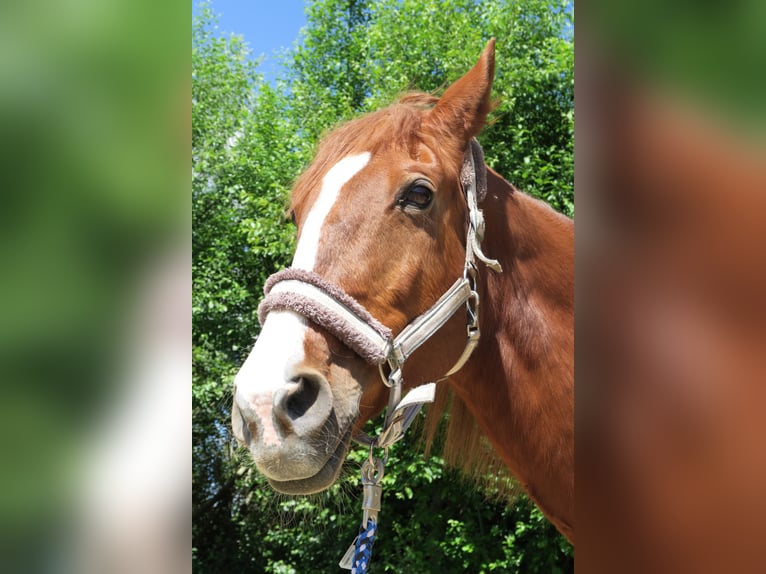 Hungarian Sport Horse Mare 20 years 16 hh Chestnut-Red in Dasing